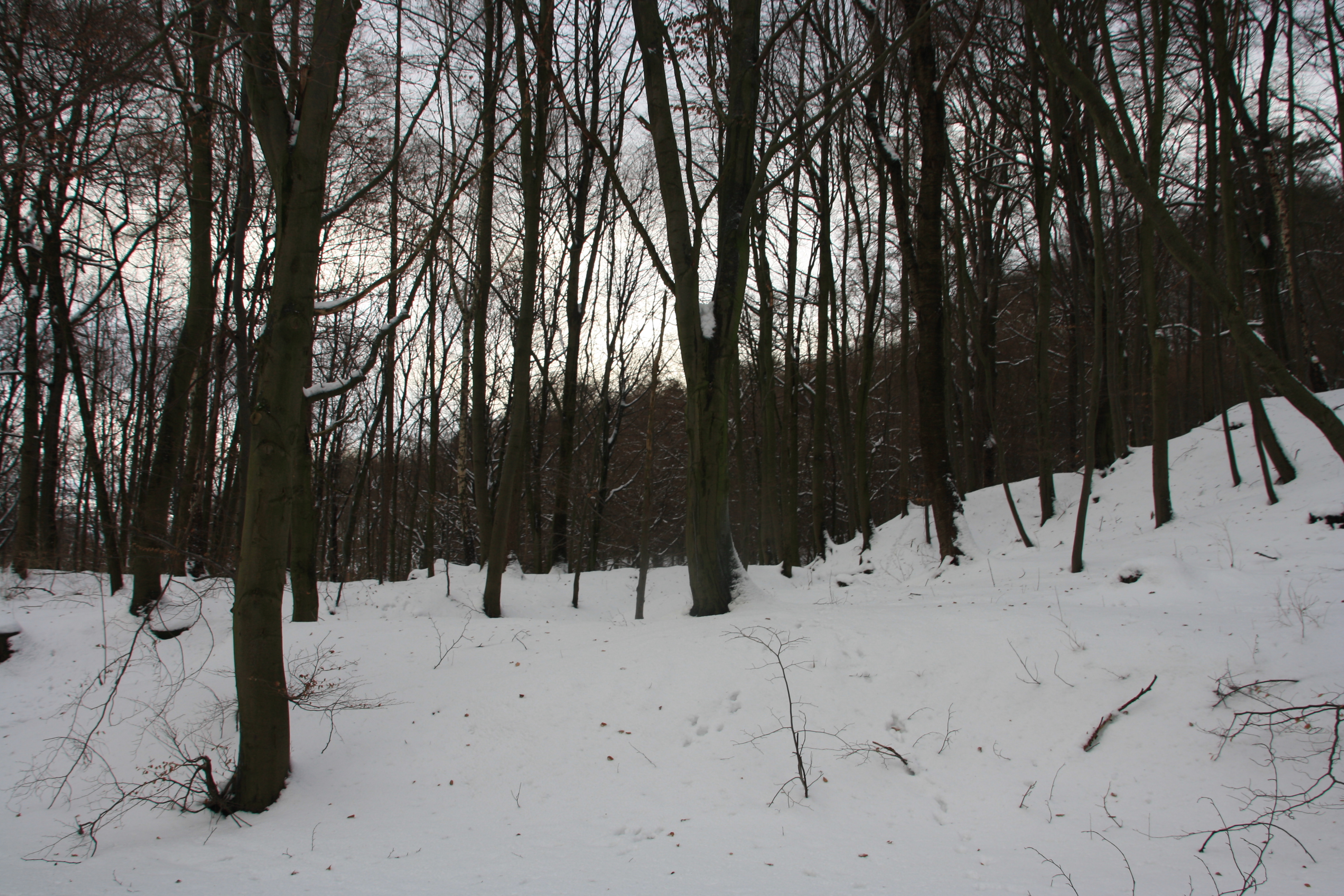 IMG_5420.JPG