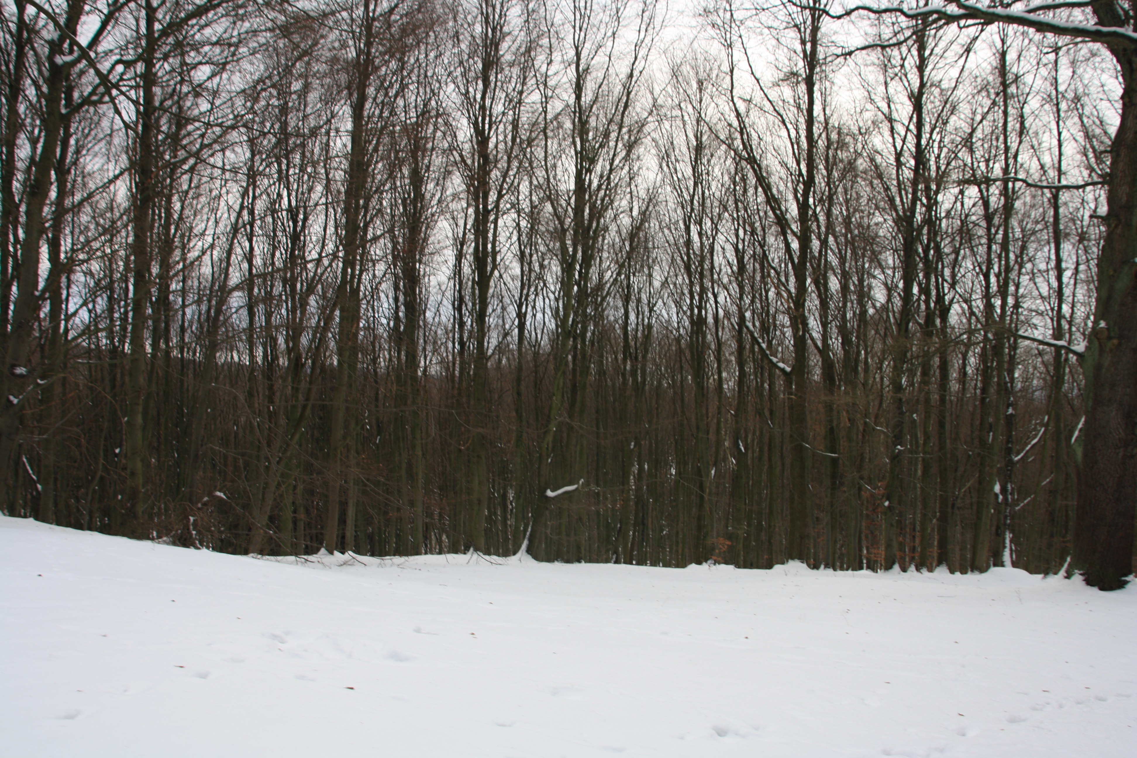 IMG_5421.JPG