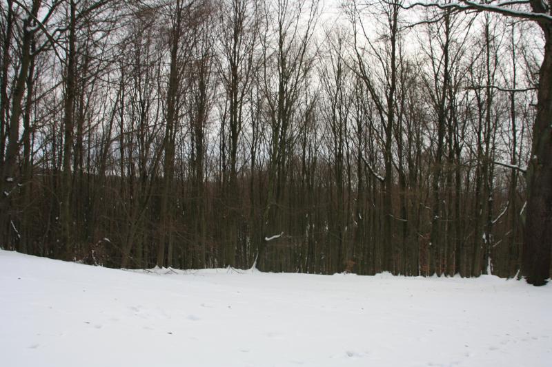IMG_5421.JPG