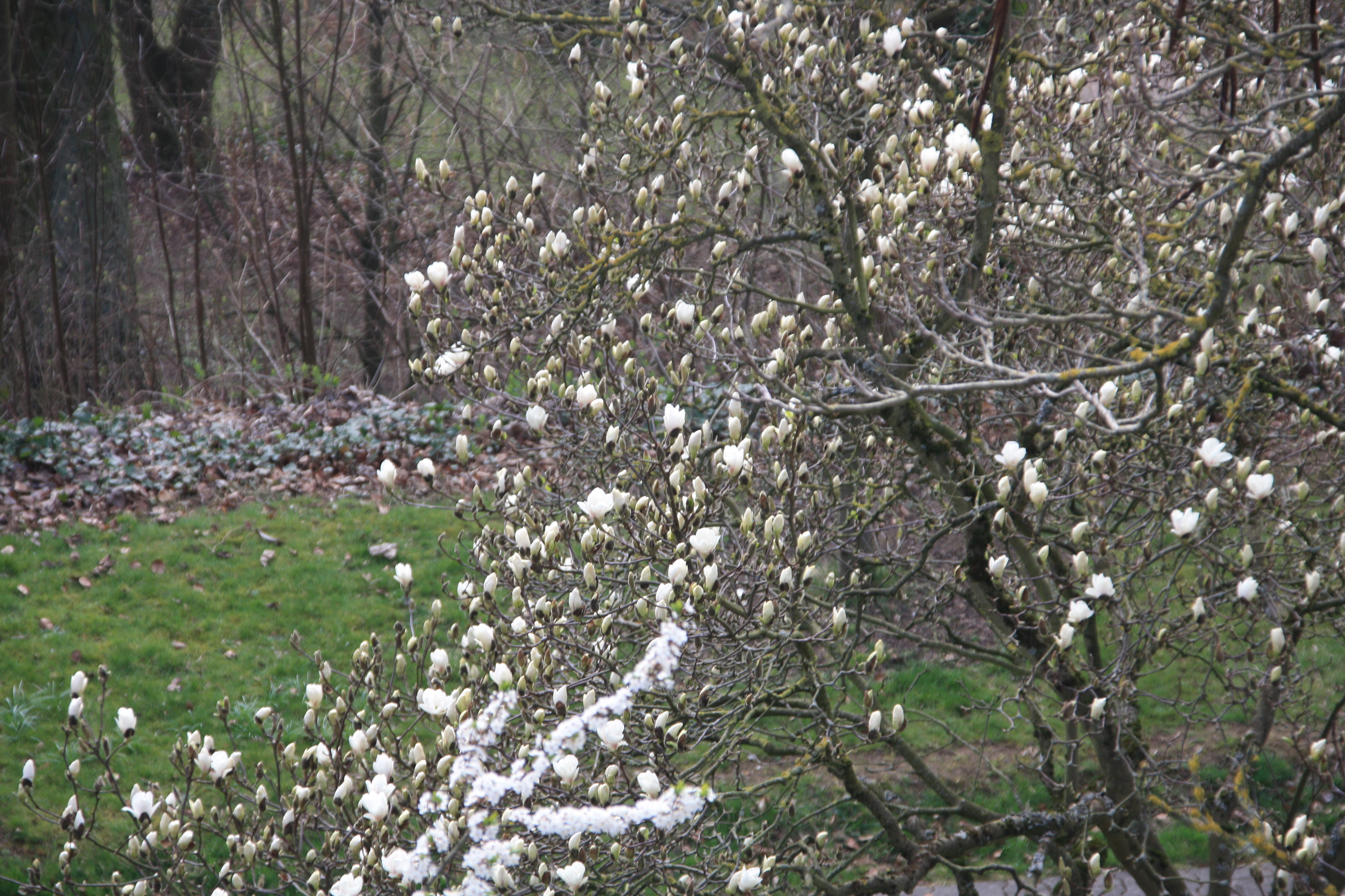 IMG_7538.JPG
