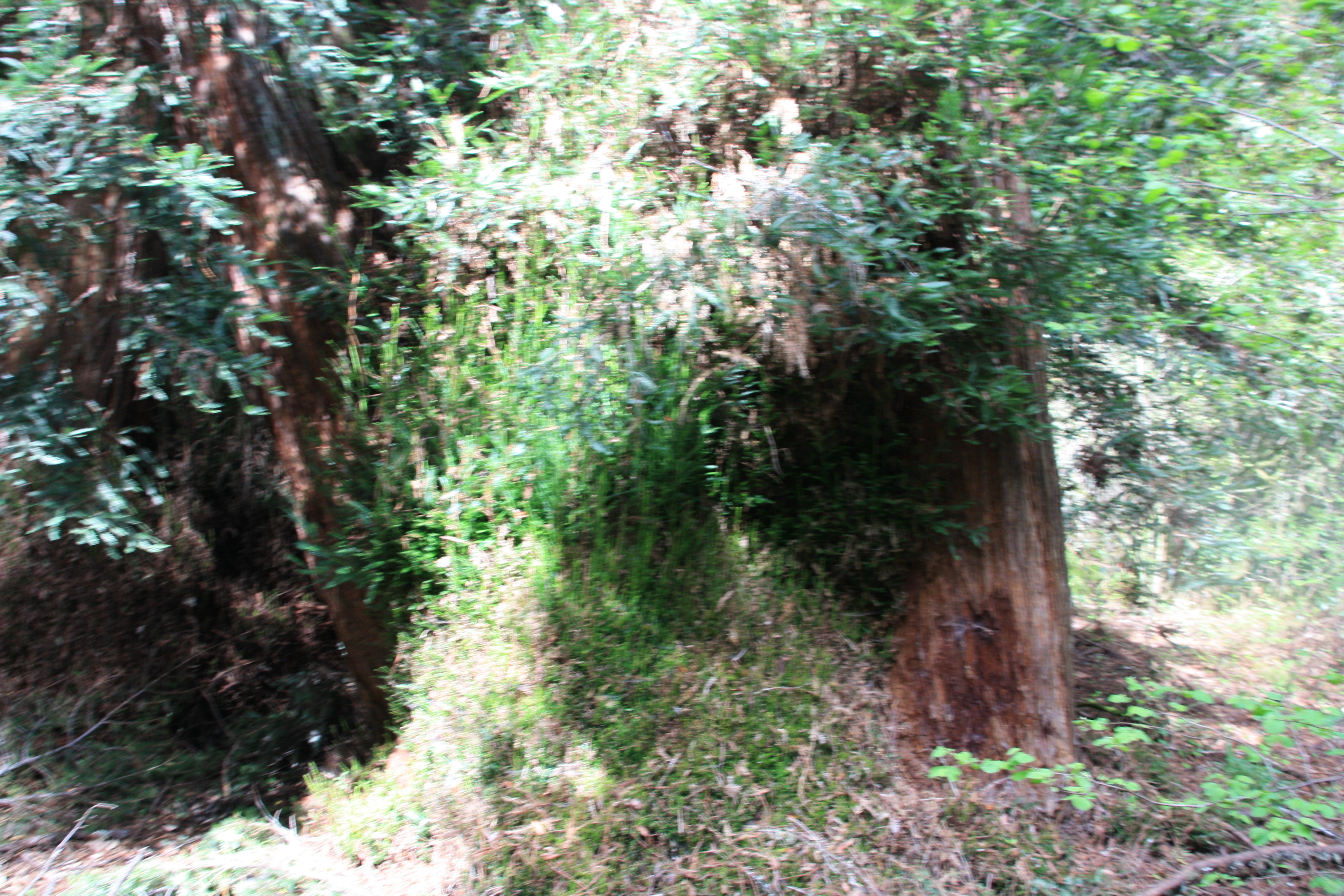IMG_8254.JPG