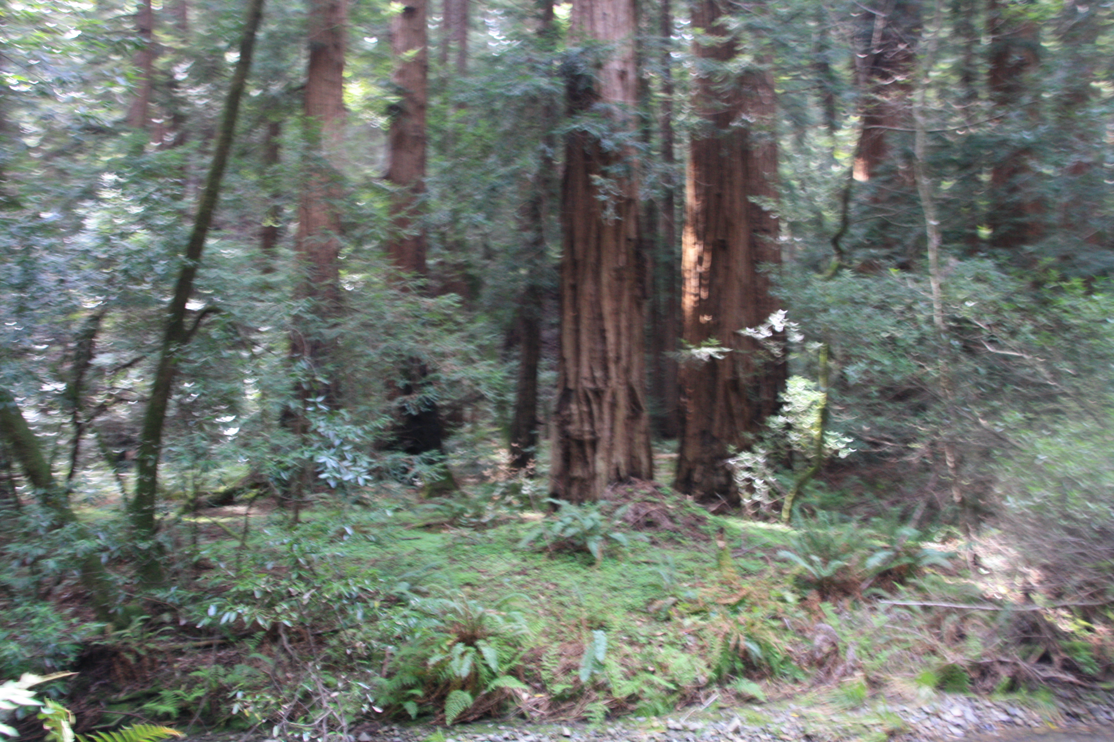 IMG_8284.JPG