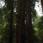 2011. 07. 08. - Muir Woods
