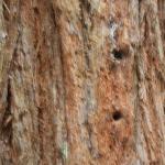IMG_2425.JPG