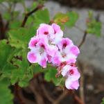 IMG_2609.JPG