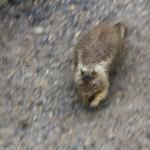 IMG_3118.JPG