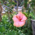 IMG_4007.JPG