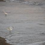 IMG_5992.JPG