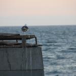IMG_6018.JPG