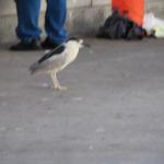 IMG_6020.JPG