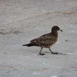 IMG_6021.JPG