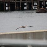 IMG_6561.JPG