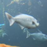IMG_6235.JPG