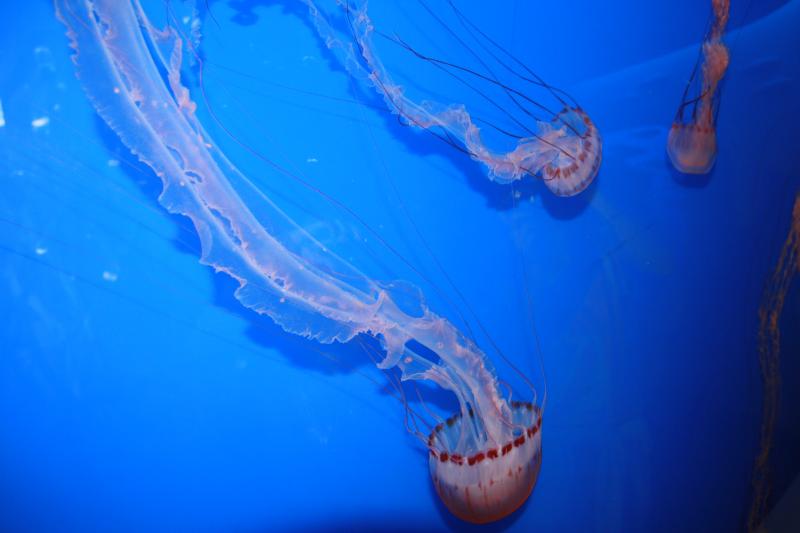 IMG_6245.JPG