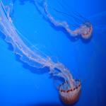 IMG_6245.JPG