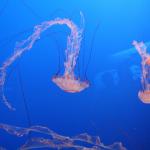 IMG_6246.JPG