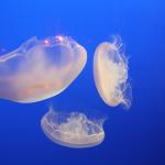 IMG_6248.JPG