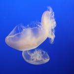 IMG_6249.JPG