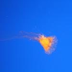 IMG_6250.JPG