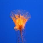 IMG_6251.JPG