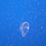 IMG_6260.JPG
