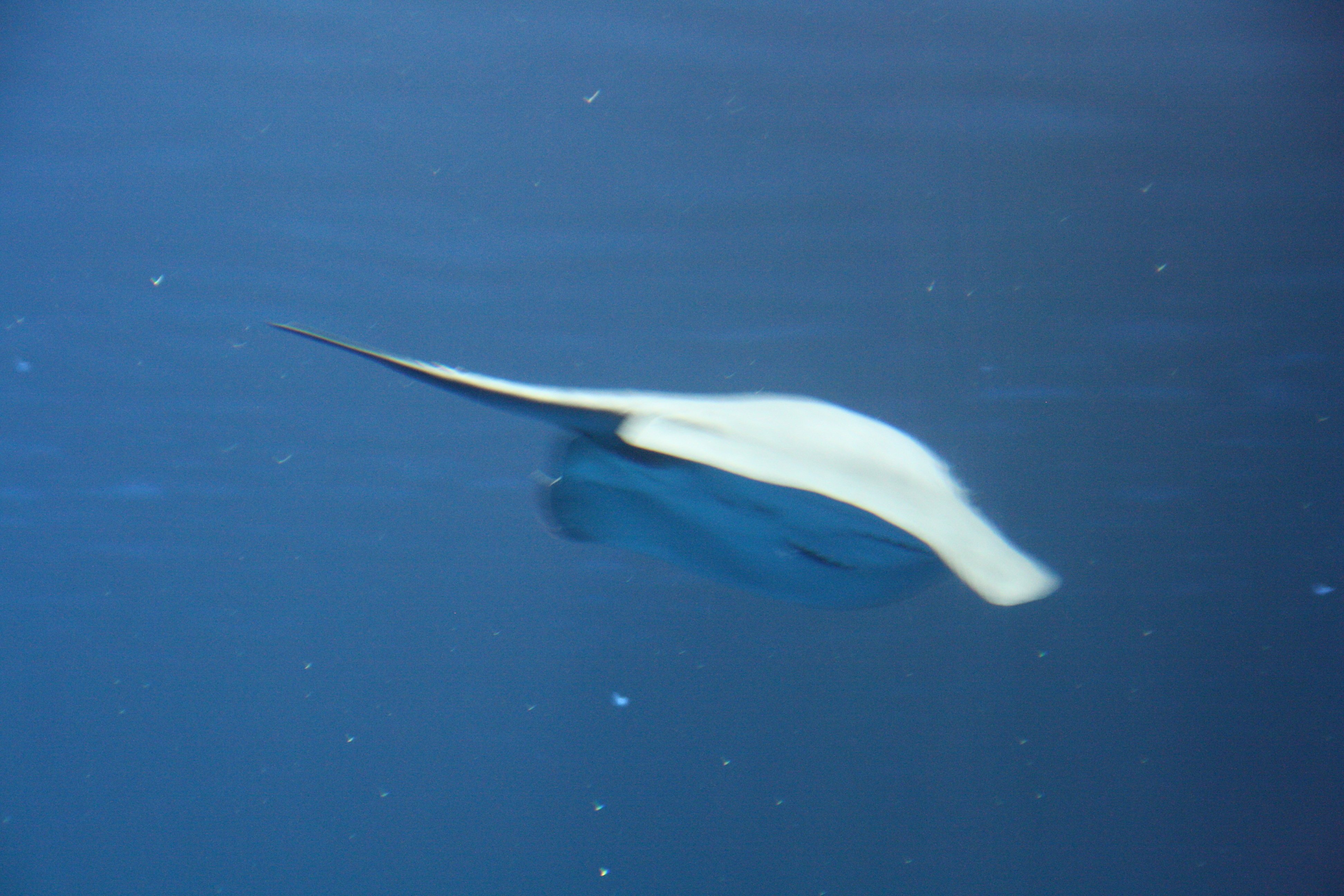 IMG_6261.JPG