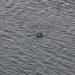 IMG_6285.JPG