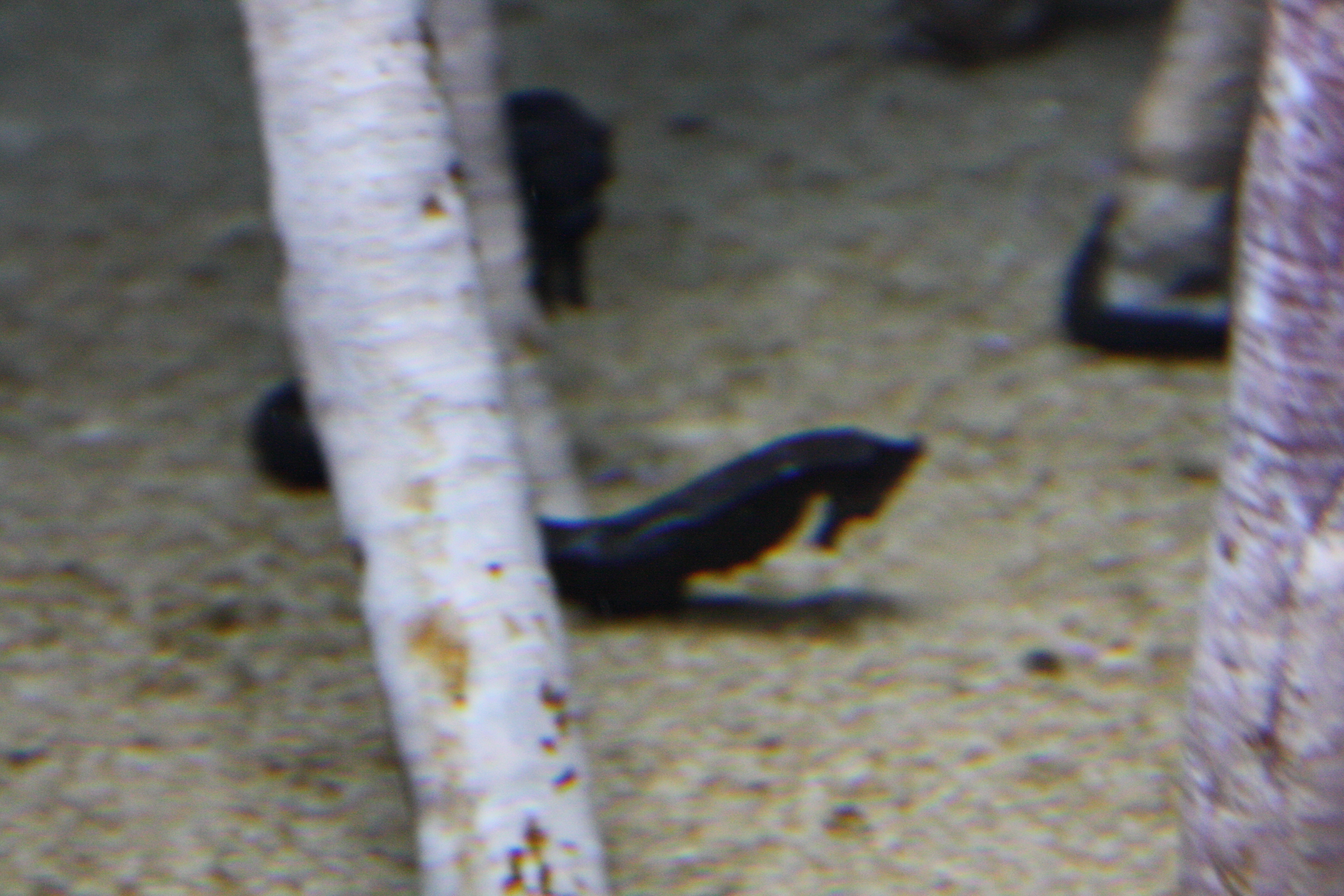 IMG_6338.JPG