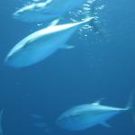 IMG_6344.JPG