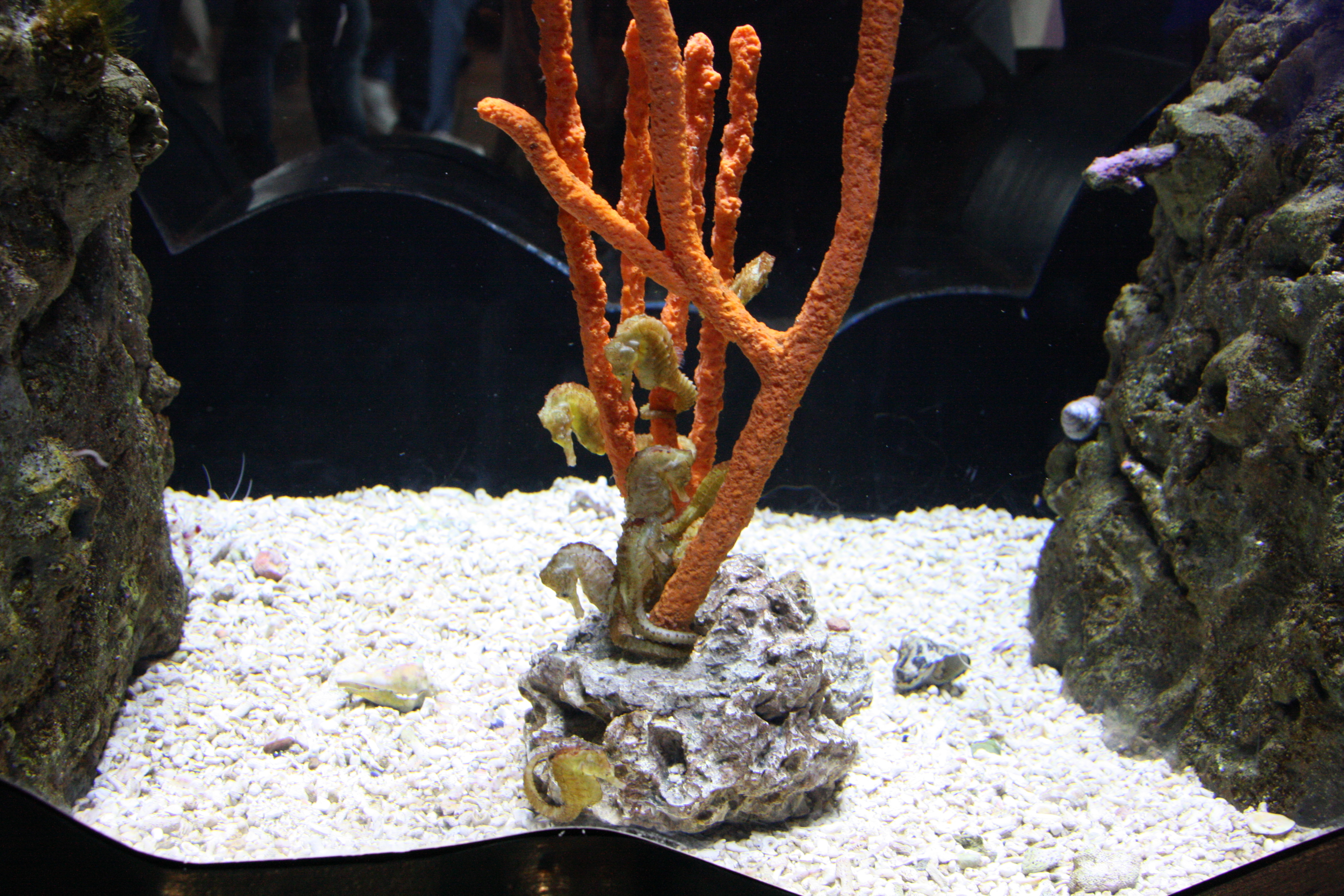 IMG_6434.JPG