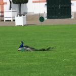 IMG_7075.JPG