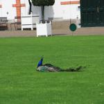 IMG_7076.JPG