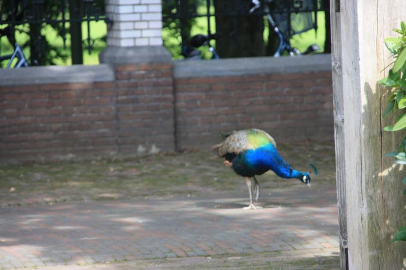 IMG_7078.JPG