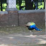 IMG_7078.JPG