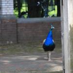 IMG_7079.JPG