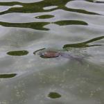 IMG_7150.JPG