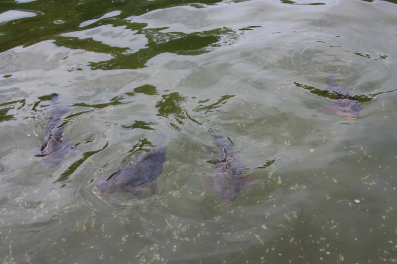 IMG_7158.JPG