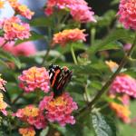 IMG_7259.JPG