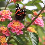 IMG_7261.JPG