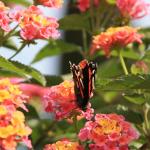 IMG_7262.JPG