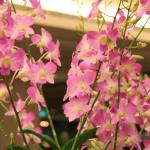 IMG_8956.JPG