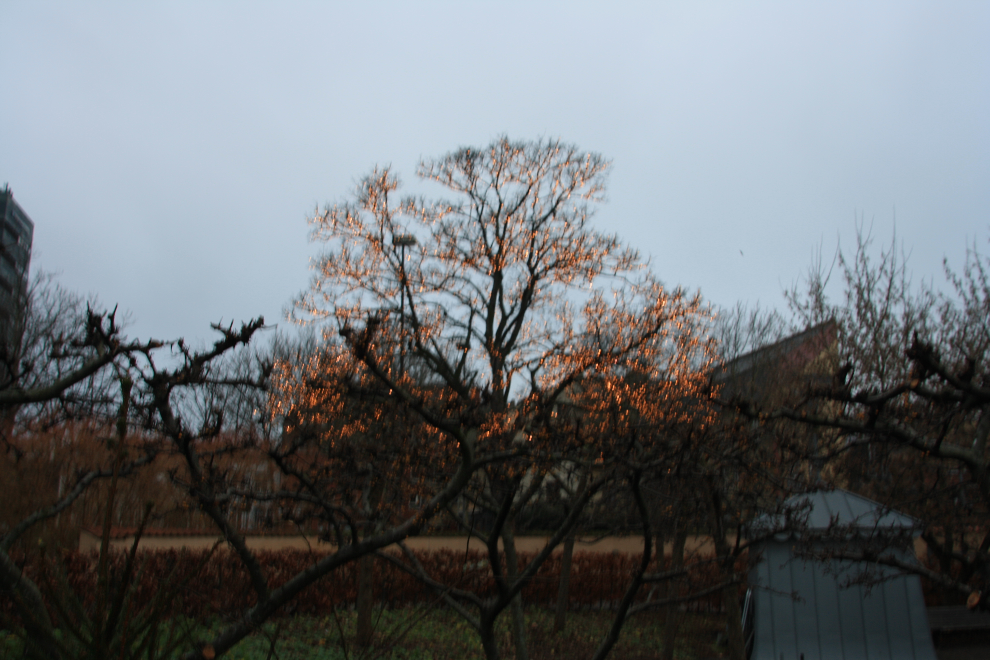 IMG_9186.JPG