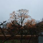 IMG_9186.JPG