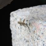 IMG_1089.JPG