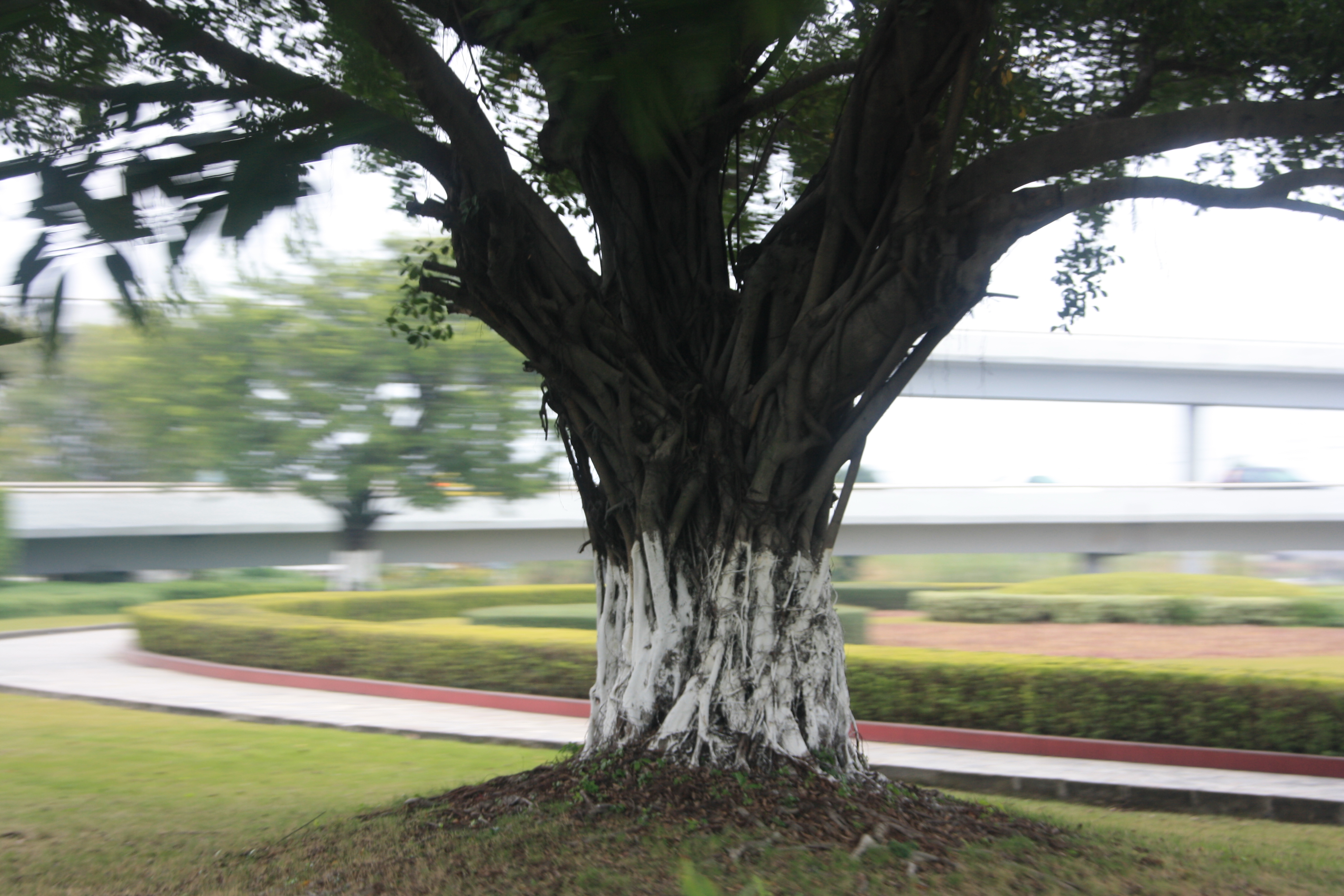 IMG_9887.JPG