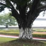 IMG_9887.JPG