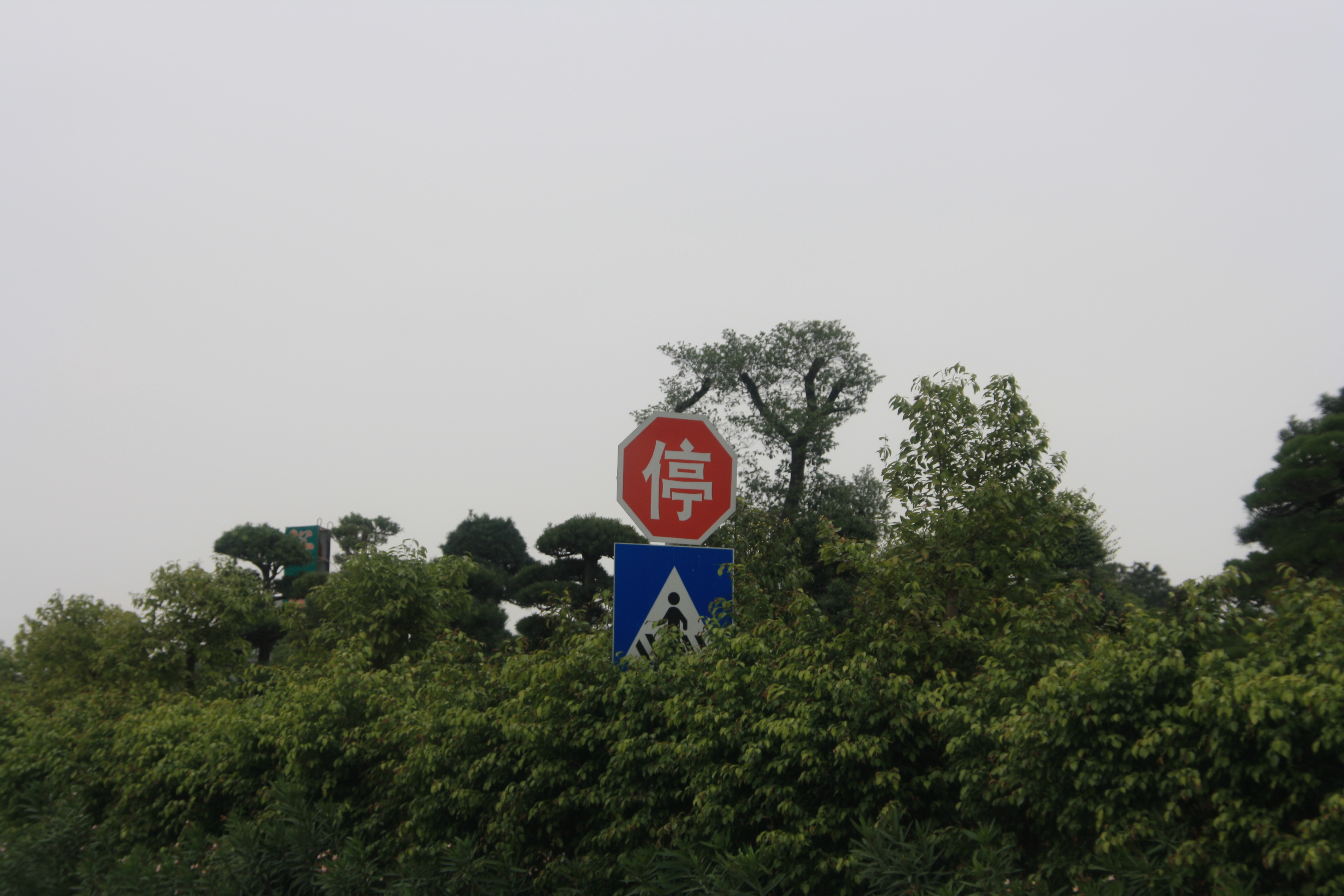 IMG_9890.JPG